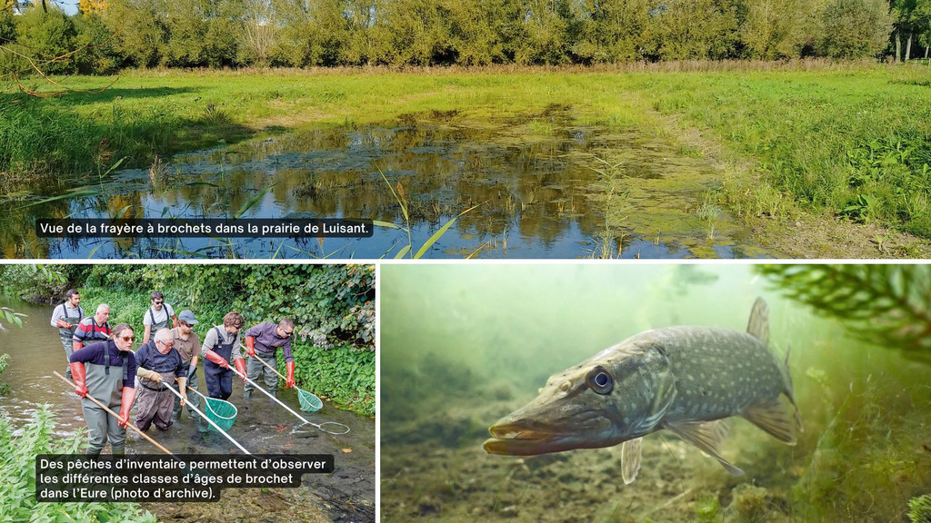 Vues d'une frayère à brochets, d'une pêche d'inventaire des brochets et un brochet sous l'eau.