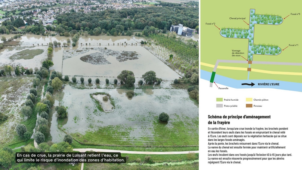 Vues d'une frayère naturelle en prairie de Luisant et un plan de principe d'aménagement d'une frayère artificielle.