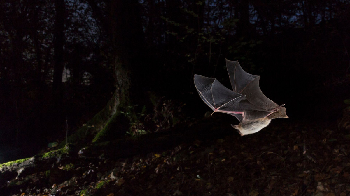 Vue sur une chauve-souris de nuit