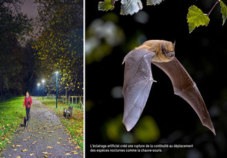 Une chauve-souris, espèce nocturne du plan Vert