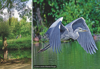 Le héron cendré en vol au bord du plan vert de Chartres métropole