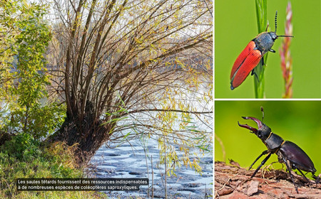 Photo de coléoptères et de saule têtard