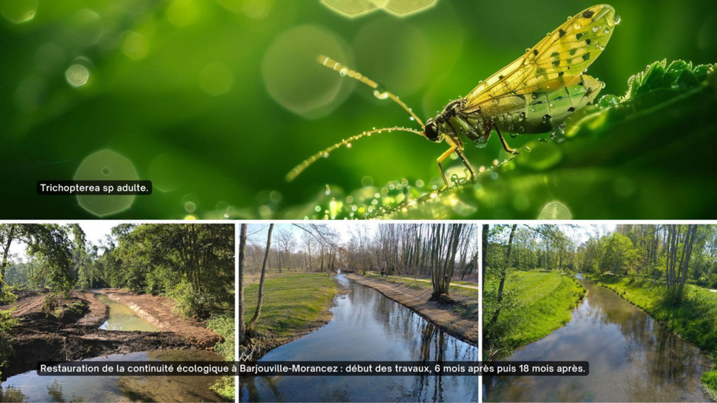 Biodiversité et aménagement de la rivière entre Barjouville et Morancez